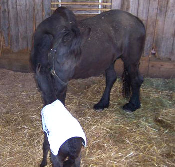Brock's Majestic Friesians - Onella & Dolci Vita